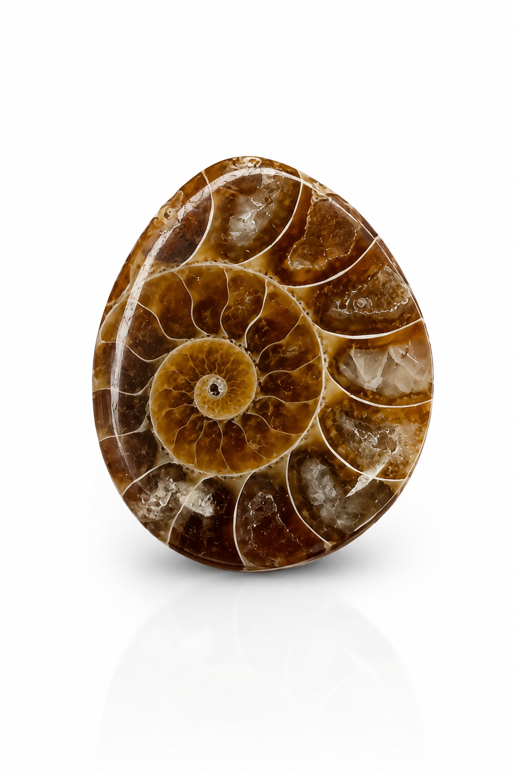 Ancient Ammonite Fossil Cabochon 🐚✨